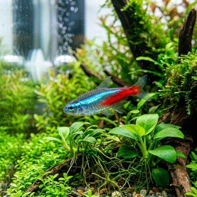 Neon Tetra